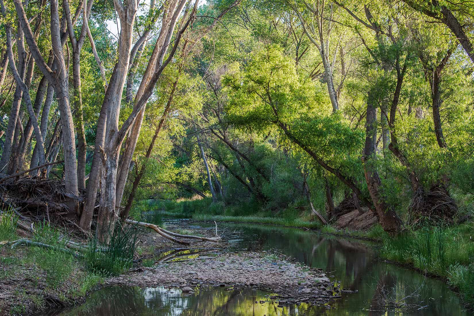 San Pedro River, Arizona, with tree canopy overhanging the river.