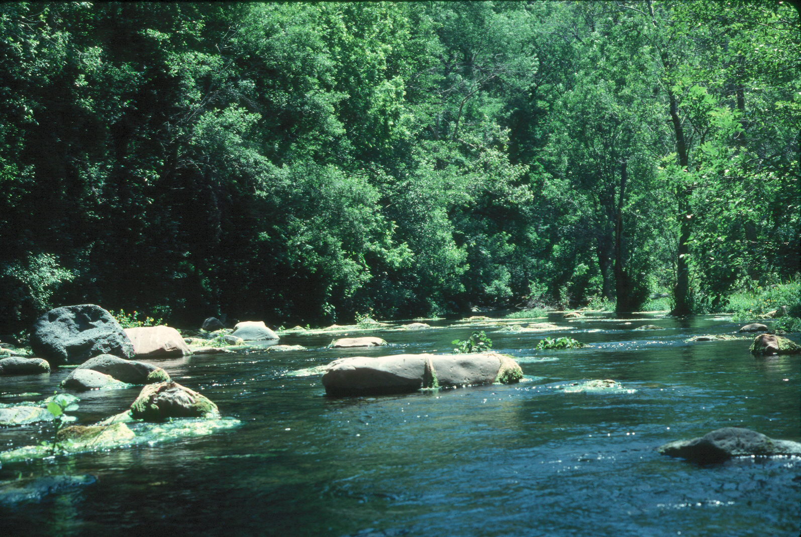 Fossil Creek, Arizona.