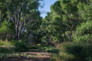 San Pedro River, Arizona