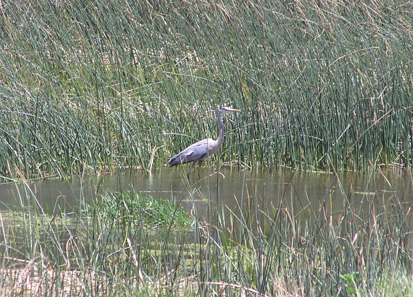 Great blue heron in wetlands. Photo by Collis Lovely.