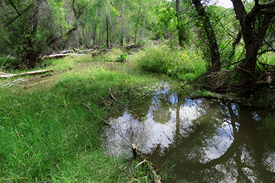 Bonita Creek below beaver dam,