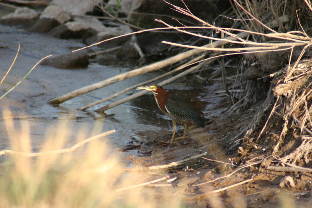 Green-backed Heron seen on Yuma field trip.