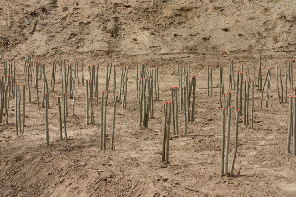 More pole plantings on Yuma restoration site.