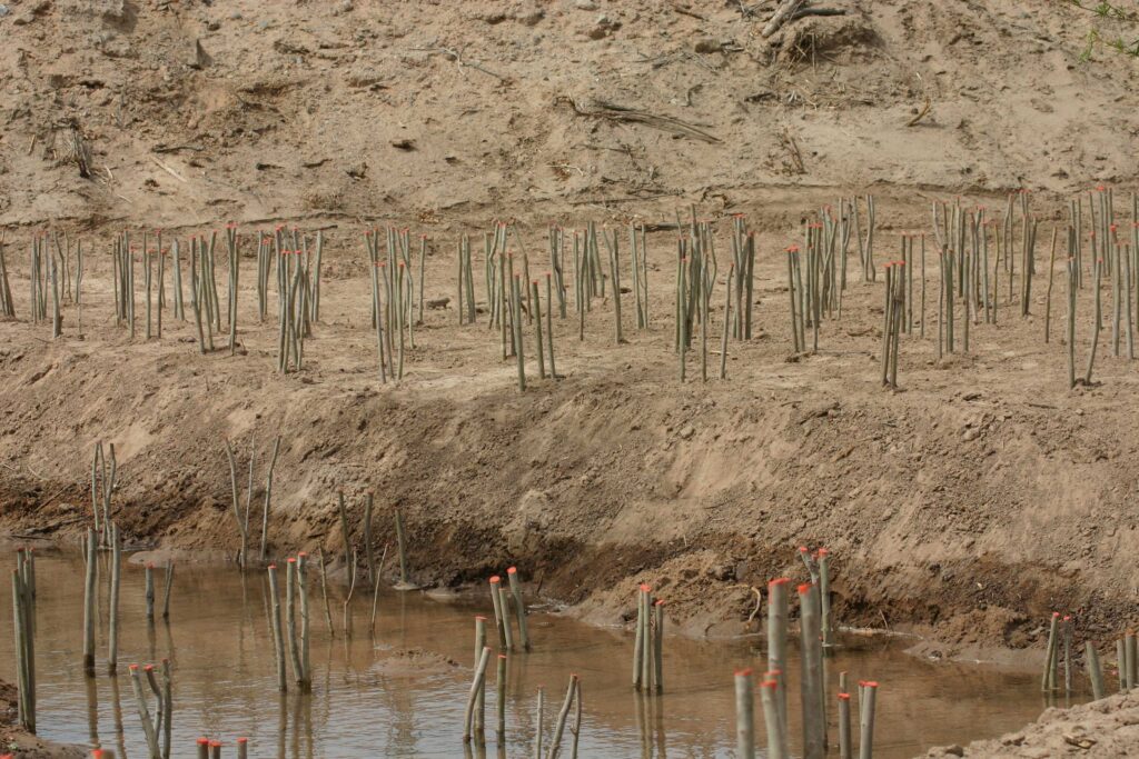 Pole plantings on restoration site at Yuma restoration site.