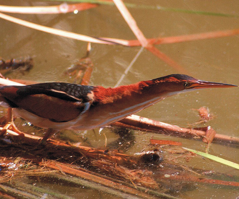 Least Bittern on reeds in water.