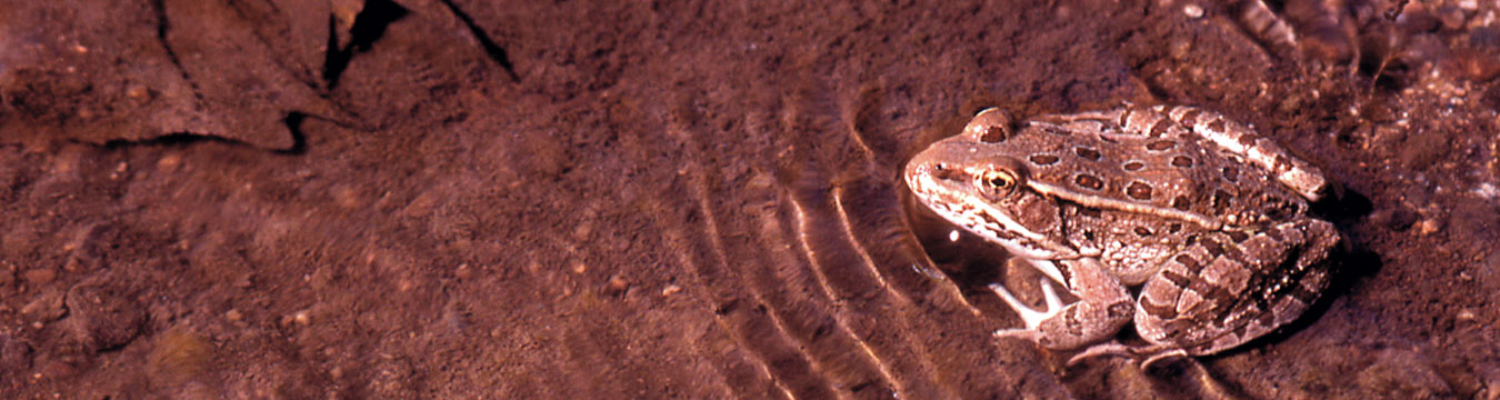 lowland leopard frog sitting in a shallow stream