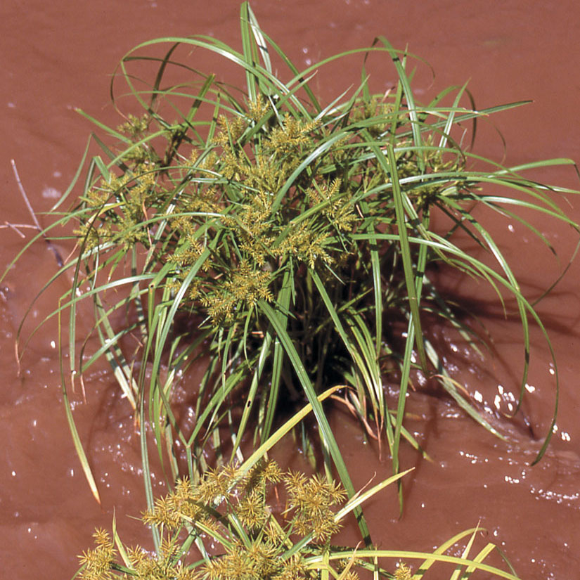 Nut-sedge surrounded by muddy water