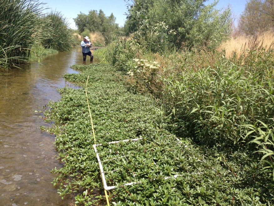Effluent water in Santa Croz