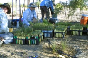 Simpson project volunteers with tree seedings