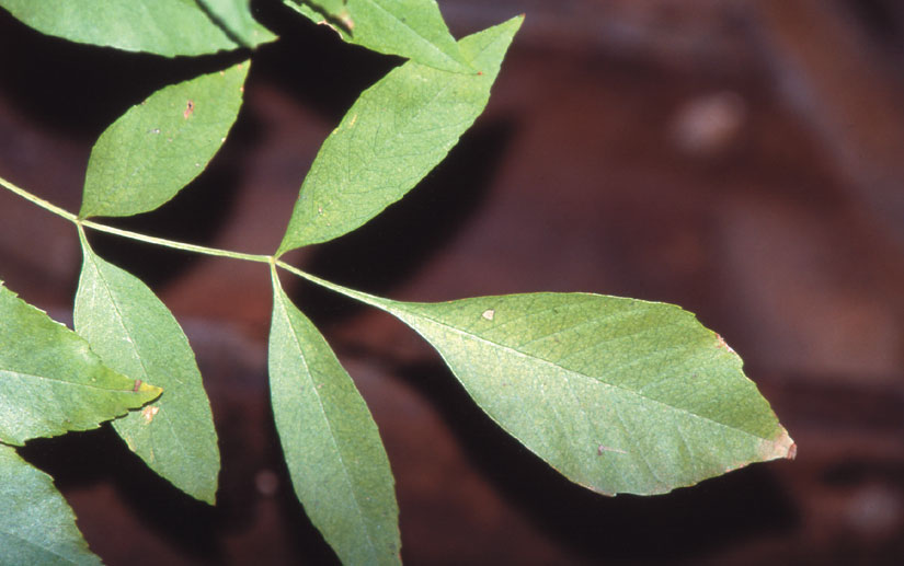 Velvet ash leaves