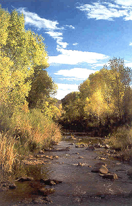 San Pedro River at Gray Hawk Nature Center, Sierra Vista, AZ